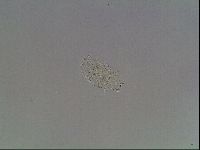 Echiniscus knowltoni image