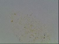 Echiniscus knowltoni image