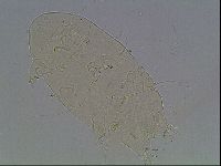 Echiniscus knowltoni image