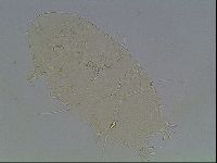 Echiniscus knowltoni image