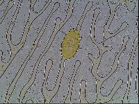 Echiniscus knowltoni image