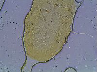 Echiniscus knowltoni image