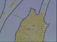 Echiniscus knowltoni image
