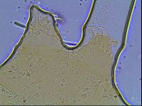 Echiniscus knowltoni image