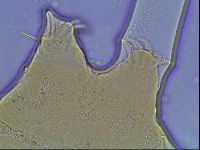 Echiniscus knowltoni image