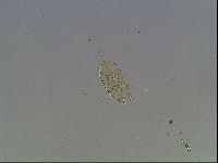 Echiniscus knowltoni image