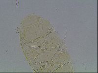 Echiniscus knowltoni image