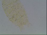 Echiniscus knowltoni image