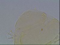 Echiniscus knowltoni image