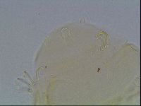 Echiniscus knowltoni image