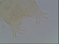 Echiniscus knowltoni image