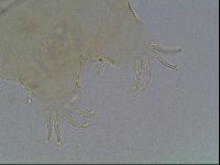 Echiniscus knowltoni image