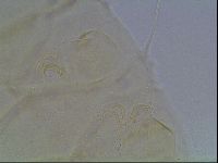 Echiniscus knowltoni image