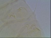 Echiniscus knowltoni image