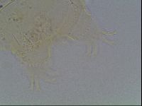 Echiniscus knowltoni image