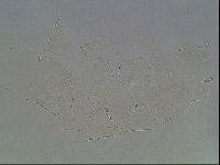 Echiniscus knowltoni image