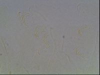 Echiniscus knowltoni image