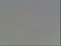 Media resource of Echiniscus knowltoni