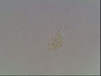 Echiniscus knowltoni image