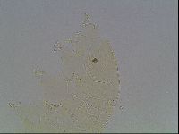 Echiniscus knowltoni image