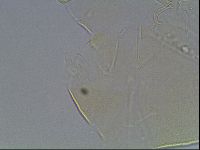 Echiniscus knowltoni image