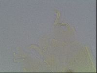 Echiniscus knowltoni image