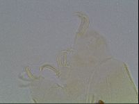 Echiniscus knowltoni image
