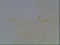 Echiniscus knowltoni image