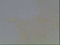 Echiniscus knowltoni image