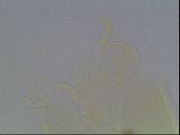 Echiniscus knowltoni image