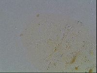 Echiniscus knowltoni image