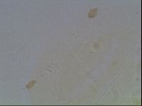 Echiniscus knowltoni image