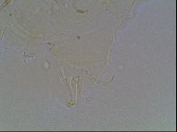 Echiniscus knowltoni image