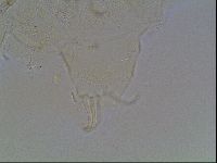 Echiniscus knowltoni image