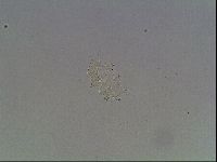 Echiniscus knowltoni image