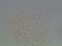 Echiniscus knowltoni image