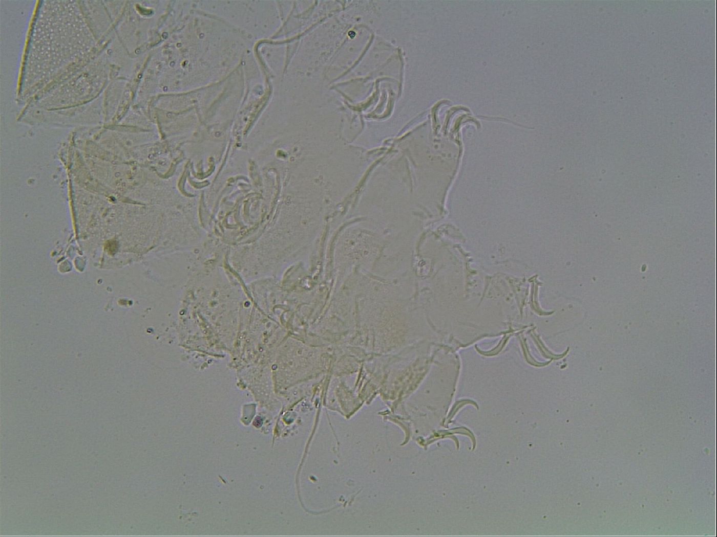 Echiniscus knowltoni image