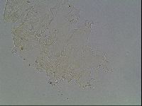 Echiniscus knowltoni image