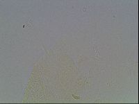 Echiniscus knowltoni image