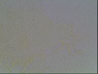 Echiniscus knowltoni image