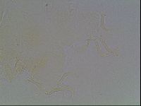 Echiniscus knowltoni image