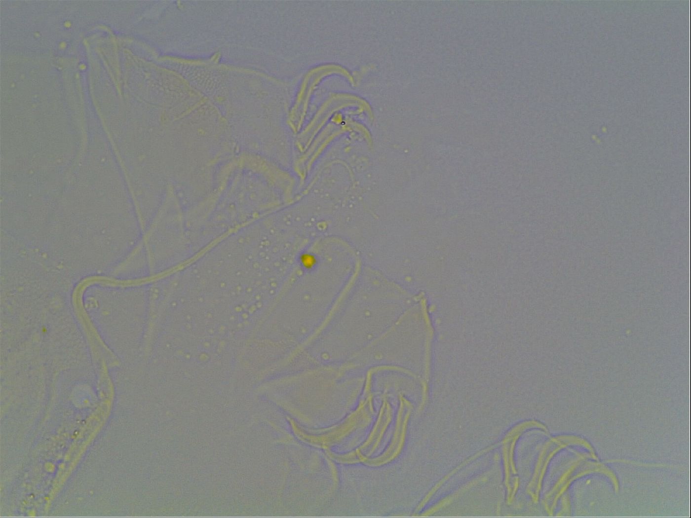 Echiniscus knowltoni image