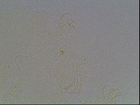 Echiniscus knowltoni image