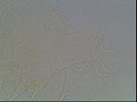 Echiniscus knowltoni image