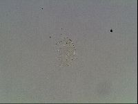 Echiniscus knowltoni image