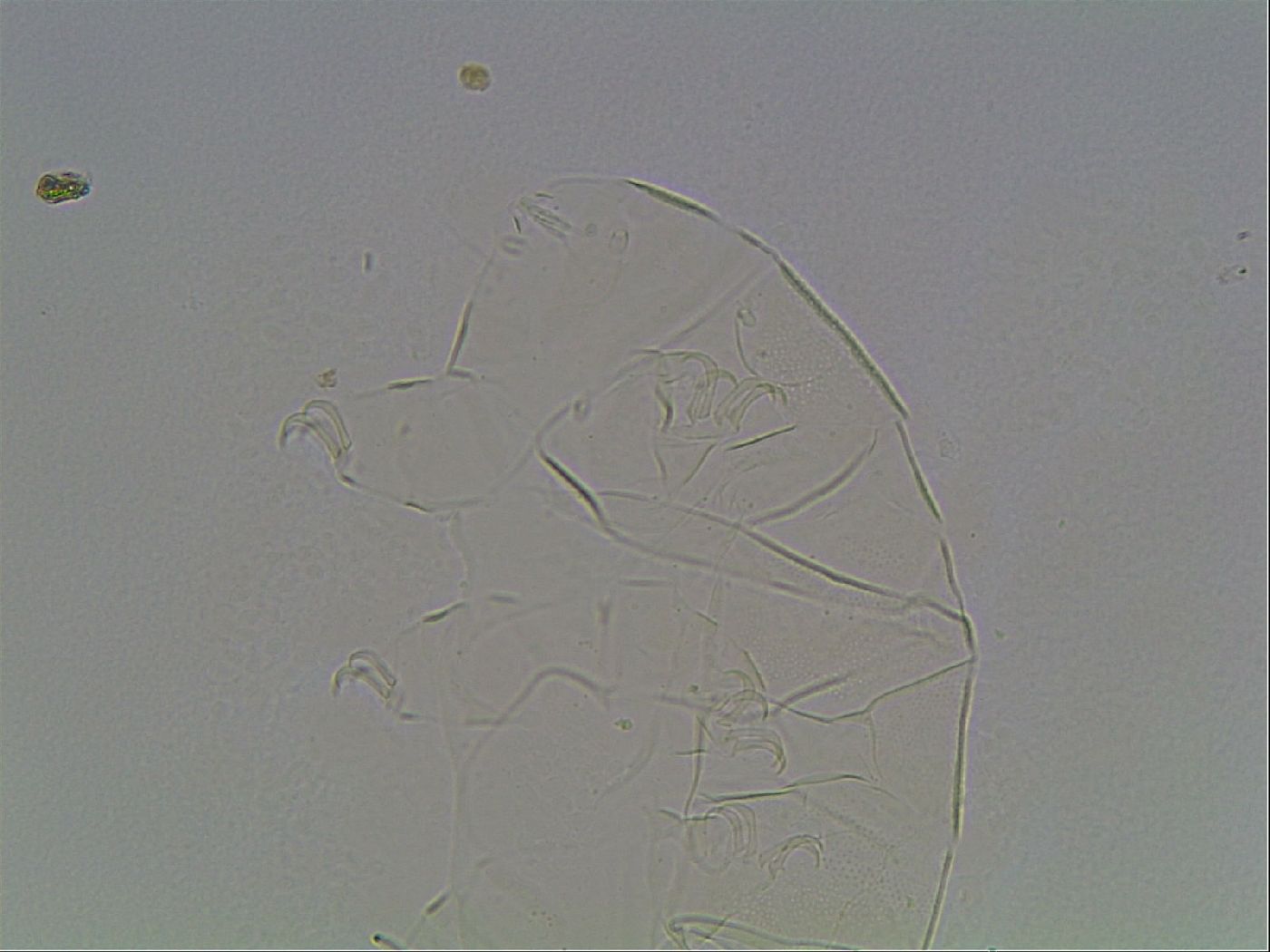 Echiniscus knowltoni image