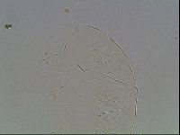 Echiniscus knowltoni image