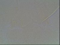 Echiniscus knowltoni image