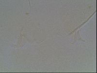 Echiniscus knowltoni image