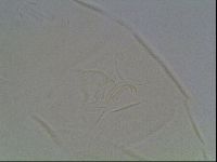 Echiniscus knowltoni image